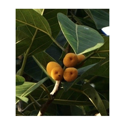 Ficus aurea 30 semen