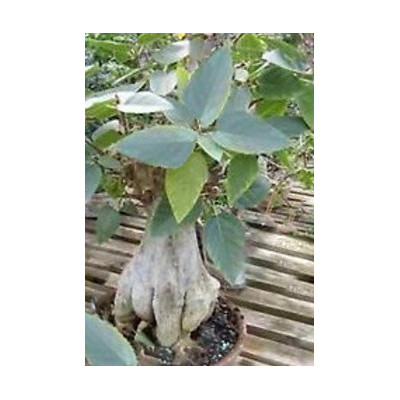 Ficus palmeri 5 semen