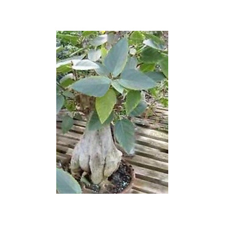 Ficus palmeri 5 semen