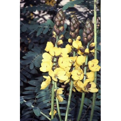 CASSIA didymobotrya "Candle Bush"  5 semen