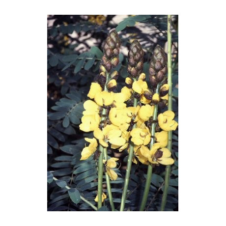 CASSIA didymobotrya "Candle Bush"  5 semen