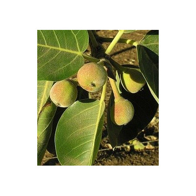 Ficus palmeri 5 semen