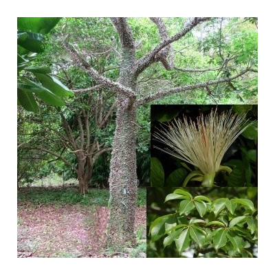 Pachira quinata 3 semena