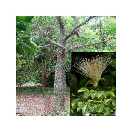 Pachira quinata 3 semena