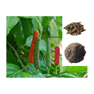 Piper longum "Indický dlouhý pepř" 5 semen