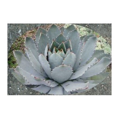 Agave guadalajarana 3 semena