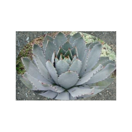 Agave guadalajarana 3 semena