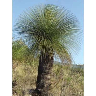 Dasylirion quadrangulatum "Mexická stromová tráva" 3 semena