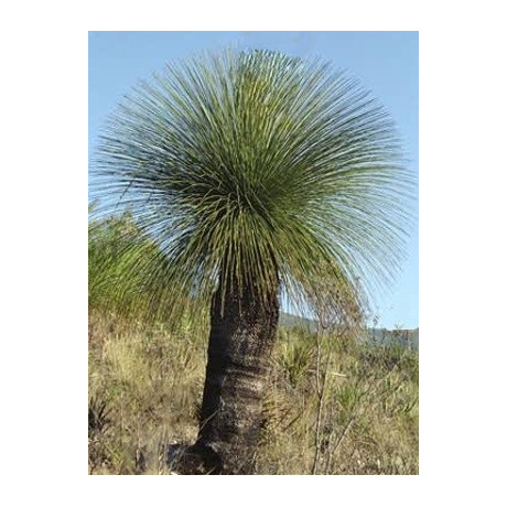 Dasylirion quadrangulatum "Mexická stromová tráva" 3 semena