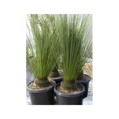 Dasylirion quadrangulatum "Mexická stromová tráva" 3 semena