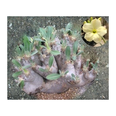 Pachypodium eburneum 2 semena