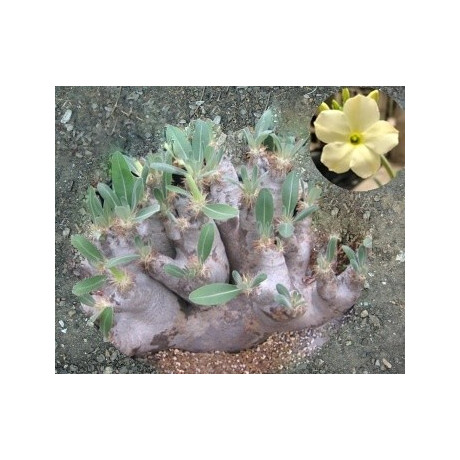 Pachypodium eburneum 2 semena