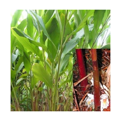 Amomum maximum (A. dealbatum) 3 semena