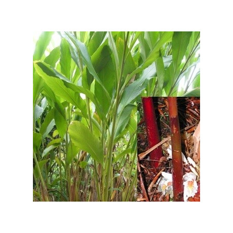 Amomum maximum (A. dealbatum) 3 semena