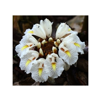 Amomum maximum (A. dealbatum) 3 semena