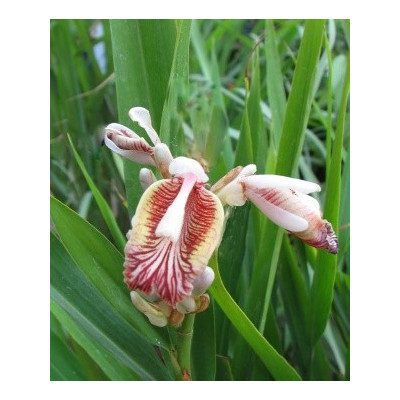 Elettaria cardamomum "Pravý kardamom" 3 semena