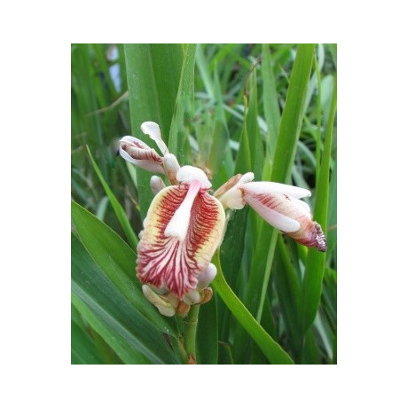 Elettaria cardamomum "Pravý kardamom" 3 semena