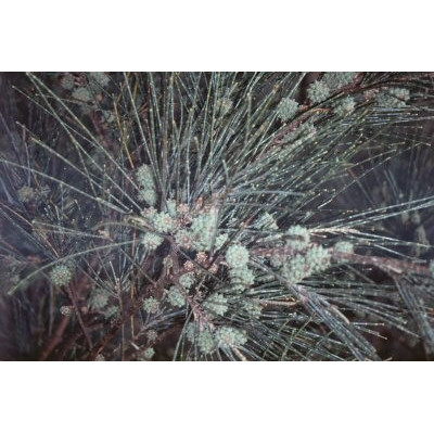 CASUARINA eguisetifolia "Přesličník" 30 semen