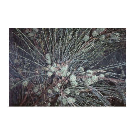 CASUARINA eguisetifolia "Přesličník" 30 semen