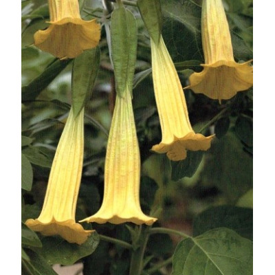Brugmansia sanguinea Aurea "Andělská trumpeta" 2 semena