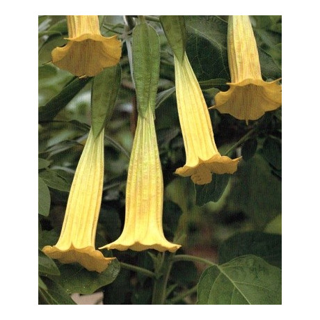 Brugmansia sanguinea Aurea "Andělská trumpeta" 2 semena