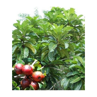 Ficus habrophylla 10 semen