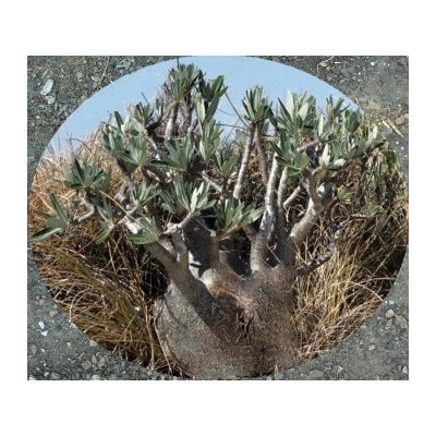 PACHYPODIUM rosulatum subsp. rosulatum 3 semena