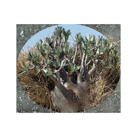 PACHYPODIUM rosulatum subsp. rosulatum 3 semena