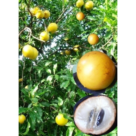 POUTERIA caimito 2 semena