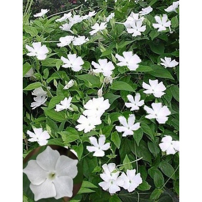 THUNBERGIA fragrans "Andělská křídla" 3 semena