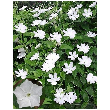 THUNBERGIA fragrans "Andělská křídla" 3 semena
