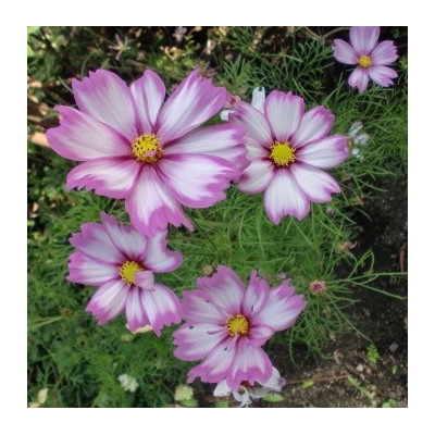 COSMOS bipinnatus Capriola 15 semen