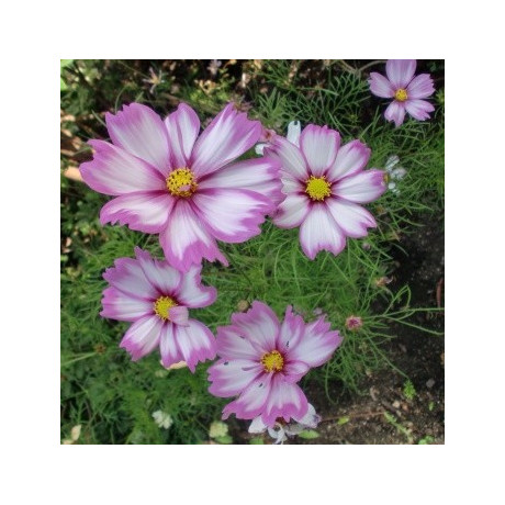 COSMOS bipinnatus Capriola 15 semen