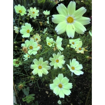 COSMOS bipinnatus Xanthos 15 semen