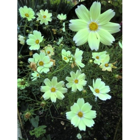 COSMOS bipinnatus Xanthos 15 semen