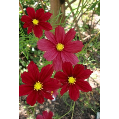 COSMOS bipinnatus Rubenza 15 semen