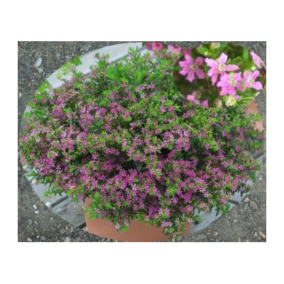 CUPHEA hyssopifolia "Japonská myrta" 15 semen