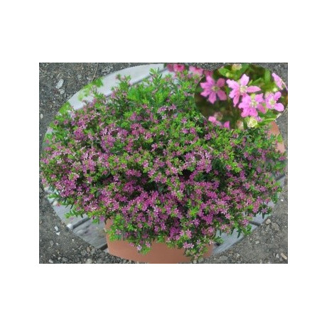 CUPHEA hyssopifolia "Japonská myrta" 15 semen