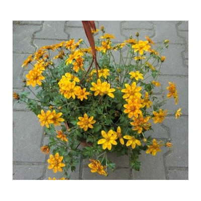 BIDENS Bidy Bop Orange 20 semen