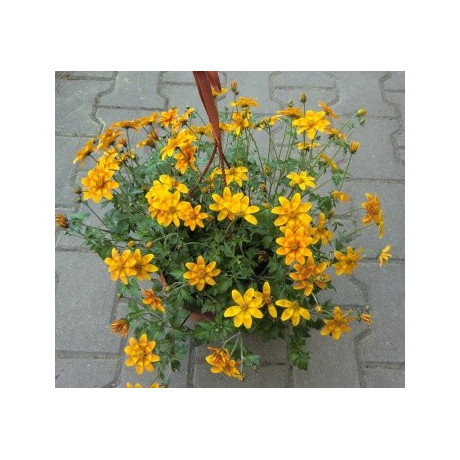 BIDENS Bidy Bop Orange 20 semen