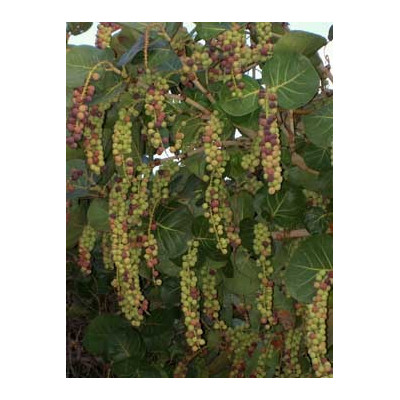 COCOLOBA uvifera "Mořské víno" 5 semen