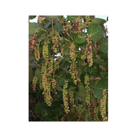 COCOLOBA uvifera "Mořské víno" 5 semen