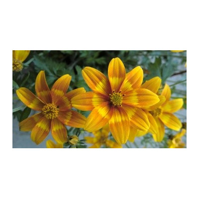 BIDENS Bidy Bop Orange 20 semen