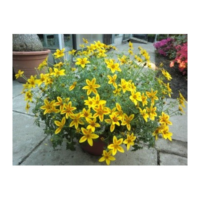 BIDENS triplinervia Hawaian Flare Yellow Red Star 20 semen