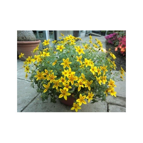 BIDENS triplinervia Hawaian Flare Yellow Red Star 20 semen
