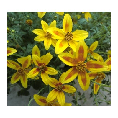 BIDENS triplinervia Hawaian Flare Yellow Red Star 20 semen