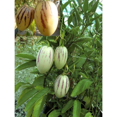SOLANUM muricatum Gigant "Pepino" 8 semen