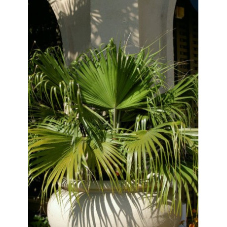 LIVISTONA chinensis 3 semena