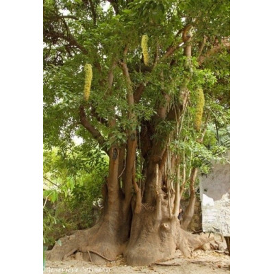 PHYTOLACCA dioica "Sloní strom" 10 semen