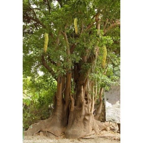 PHYTOLACCA dioica "Sloní strom" 10 semen